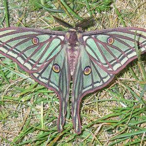 Spanish Moon Moth (Actias isabellae)
