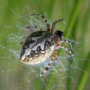 Oak Spider (Aculepeira ceropegia)