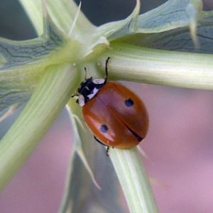 Two-spot Ladybird (Adalia bipunctata)