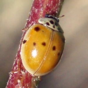 Ten-spotted Ladybird (Adalia decempunctata)