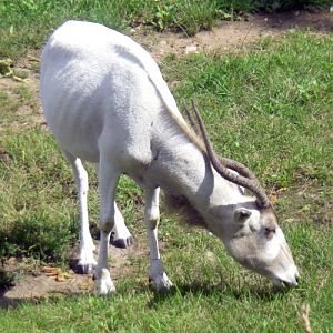 Addax (Addax nasomaculatus)