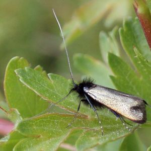 Green Longhorn (Adela reaumurella)