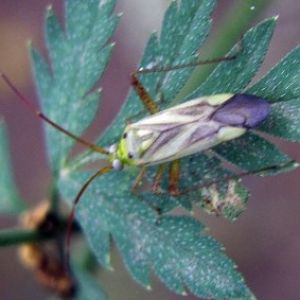 Alfalfa Plant Bug (Adelphocoris lineolatus)