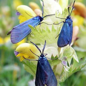 Cistus Foresters (Adscita geryon)