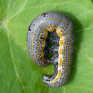 Eastern Alchymist (Aedia leucomelas)