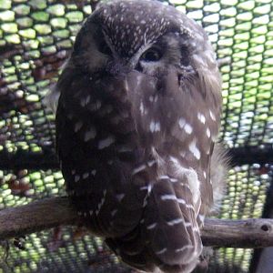 Tengmalm's Owl (Aegolius funereus)