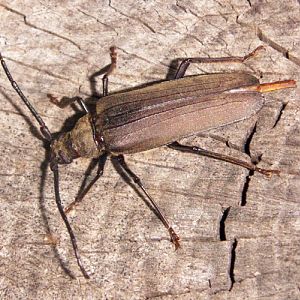 Grain Support Beetle (Aegosoma scabricorne)