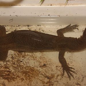 Monitor Lizard from Terarium Praha - ID please