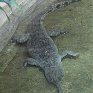 Gharial (Gavialis gangeticus)