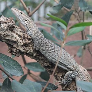 Freckled Monitor (Varanus tristis orientalis)