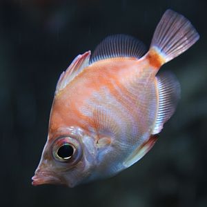 Boarfish (Capros aper)