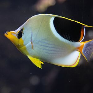 Sattleback Butterflyfish (Chaetodon ephippium)