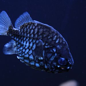 Pineapple Fish (Cleidopus gloriamaris)