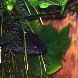 Greater Siren at Jacksonville, 10/10/13