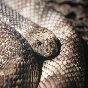 Florida Pine Snake at Jacksonville, 10/10/13