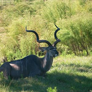 Greater Kudu at Jacksonville, 10/10/13
