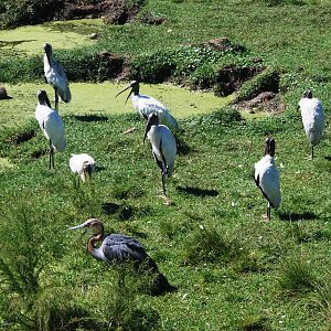 Wood Storks and Goliath Heron at Jacksonville, 10/10/13