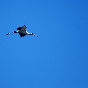 Wild Wood Stork at Jacksonville, 10/10/13