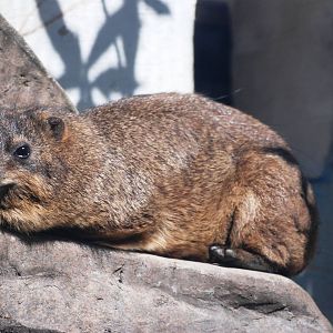 Cape Rock Hyrax at Jacksonville, 10/10/13