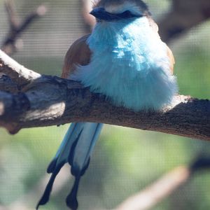 Racquet-tailed Roller at Jacksonville, 10/10/13
