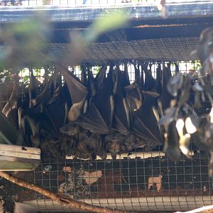 Straw-coloured Fruit Bats at Jacksonville, 10/10/13