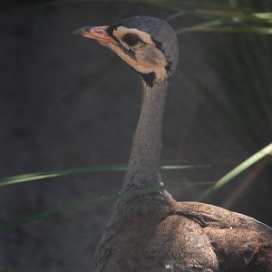 White-bellied Bustard at Jacksonville, 10/10/13