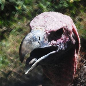 Lappet-faced Vulture at Jacksonville, 10/10/13
