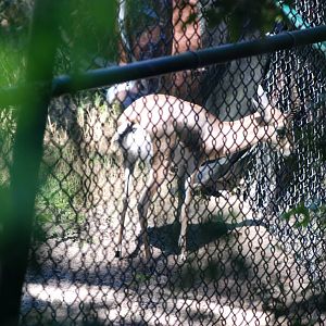 Speke's Gazelle at Jacksonville, 10/10/13