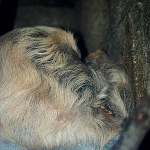 Hoffmann's Two-toed Sloth at Jacksonville, 10/10/13