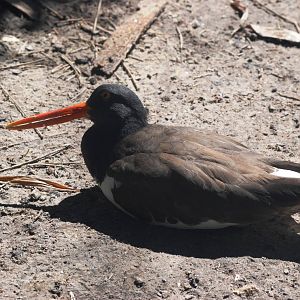 American Oystercatcher at Jacksonville, 10/10/13