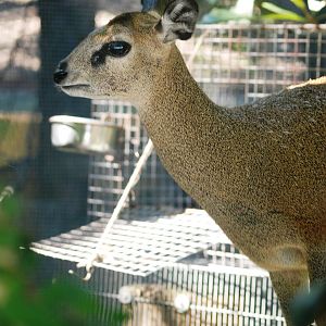 Ethiopian Klipspringer at Jacksonville, 10/10/13