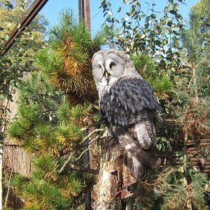 Great Grey Owl