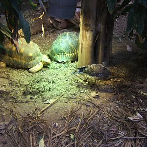 Radiated Tortoise and Sun Bittern