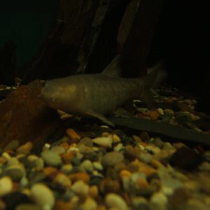 Omani Blind Cave Fish