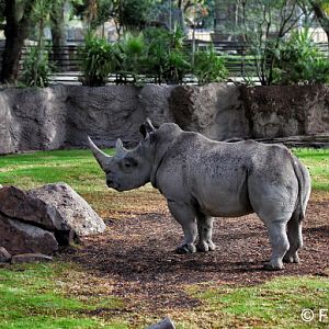 new male rhino