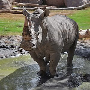 new male rhino