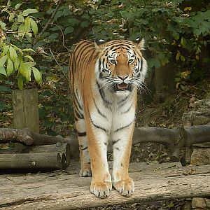 THE BEAUTIFUL TSCHUNA