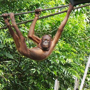 Bornean orangutan