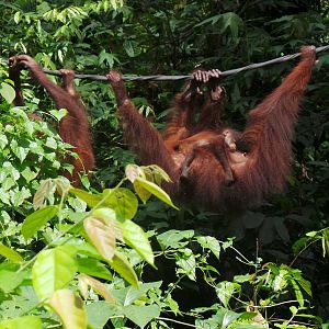 Bornean orangutan with baby