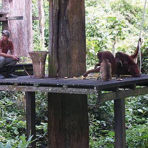 Orangutans and monkey feeding
