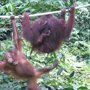 Bornean orangutans