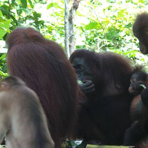 Orangutans and monkey feeding