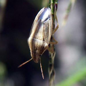 Bishop's Mitre Shieldbug (Aelia acuminata)