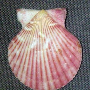 Queen Scallop (Aequipecten opercularis)