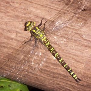 Southern Hawker (Aeshna cyanea)