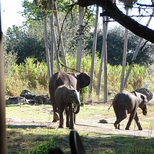 Kilimanjaro Safaris