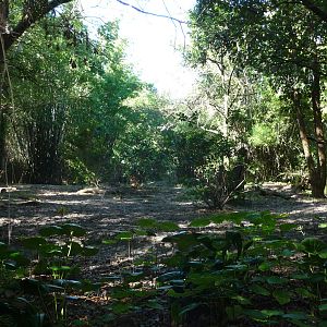 Pangani Forest Trail