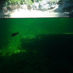 Pangani Forest Trail