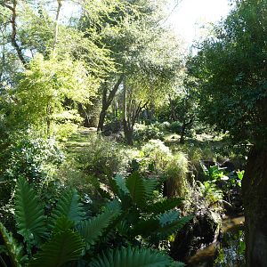 Pangani Forest Trail