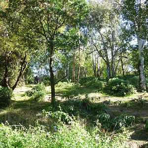 Pangani Forest Trail